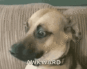 tenor-31.gif