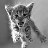 Fighter