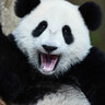 Knuffel Panda