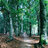 a_forest